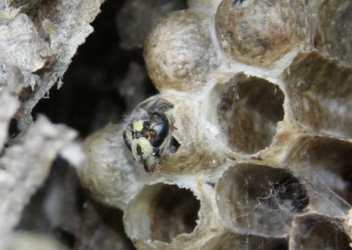 Dolichovespula sp.